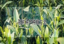 茶树种子种植多久？