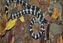 银环蛇吃什么东西 附生活习性和分布范围