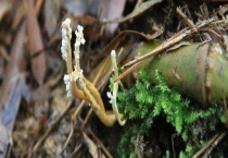 金蝉花多少钱一斤 什么时候上市 如何挑选