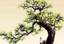 雀梅常见病虫害及防治措施 注意养护措施