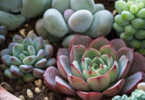 磷酸二氢钾养多肉效果