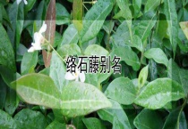 络石藤别名