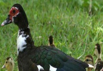 火鸭的养殖前景 有什么养殖优势