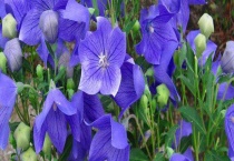 桔梗什么时候开花 附地理分布