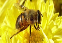 工蜂产卵会不会导致灭群 怎么补救工蜂产卵