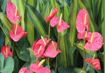 红掌的生长习性 耐荫忌阳光直射