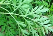 水艾蒿和野艾蒿的区别？