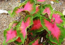 花叶芋习性有哪些？