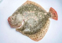 多宝鱼和石斑鱼哪个贵