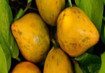 蛋黄果什么时候成熟？生长习性是什么？