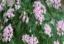 繁星花是多年生吗？