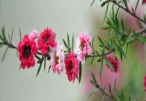 松红梅与松雪梅区别？