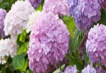 土绣球和无尽夏的区别？