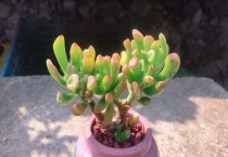 吸财树多久能服盆