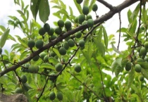 李子树冒油是虫吗？