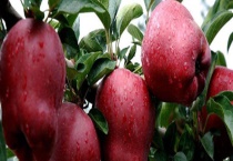 花牛苹果与蛇果有什么不同 蛇果和蛇有没有关系