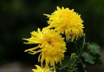 如何养菊花又矮又壮