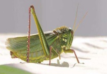 蝗虫天敌是什么？