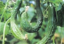 黄瓜出现大肚果怎么办？