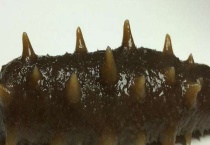 刺参和海参的区别？ 刺参和海参的形态区别？