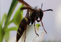 被马蜂蛰了要观察多久 附过敏反应