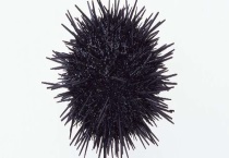 被海胆刺到怎么办？会不会中毒 如何多久？