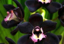 黑雪姬是什么品种兰花