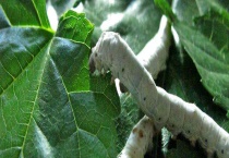 虎蚕吃什么食物？虎蚕的生长周期