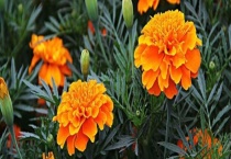 常见的一年生花卉有哪些 它们长什么样子