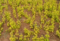 金叶白蜡小苗的价格大概多少 关于金叶白蜡介绍