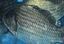 水库钓鲫鱼实用技巧 详细如下