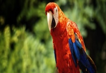 鹦鹉为什么会说话？怎么训练鹦鹉说话