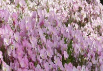 月见草有哪些功效和作用 哪些人不能吃