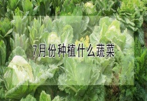 7月份种植什么蔬菜