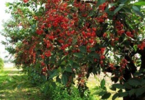 樱桃树嫩叶尖枯萎什么原因？