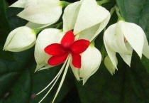 龙吐珠怎么掐尖呀