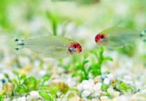 群游的小型热带鱼有哪些？