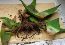 多肉烂根如何重新栽