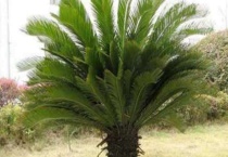 铁树的养殖多久？