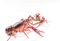 小龙虾吃什么？