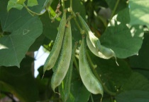 豆角浇水的正确多久？