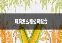 母鸡怎么和公鸡配合