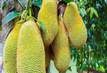 菠萝蜜长在哪里 果实什么时候成熟