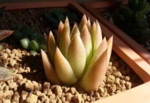 多肉潮土上盆多久可以晒太阳