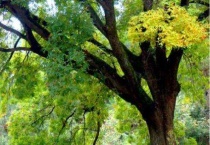 黄连树是什么样子的