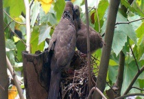 斑鸠的习性 分别介绍生活习性和繁殖习性