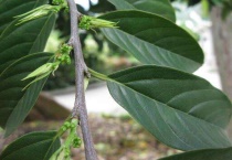 什么是滇糙叶树