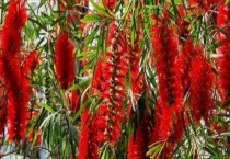 红干层的扦插多久？