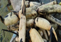 莲藕病虫害防治技术 保证田间通风透光