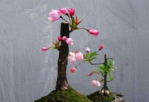 海棠能嫁接什么果树